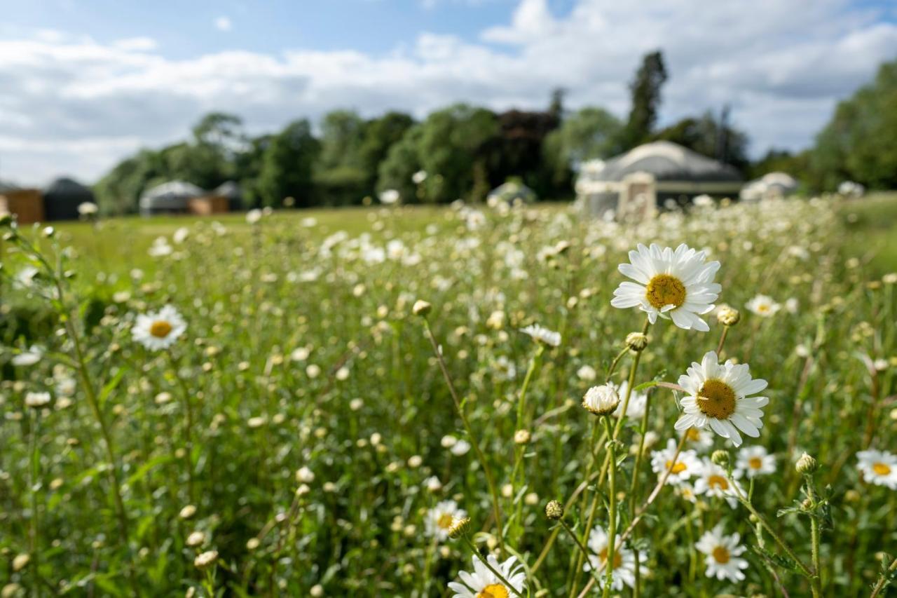 Wild Meadow, Lodge Farm, East Raynham Fakenham Buitenkant foto